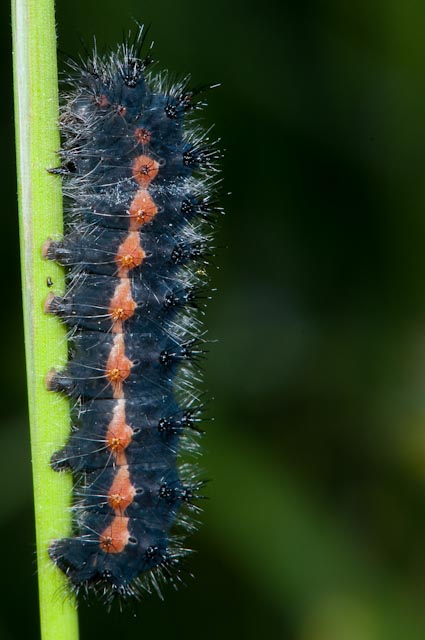 Bruco B - Saturnia (Eudia)